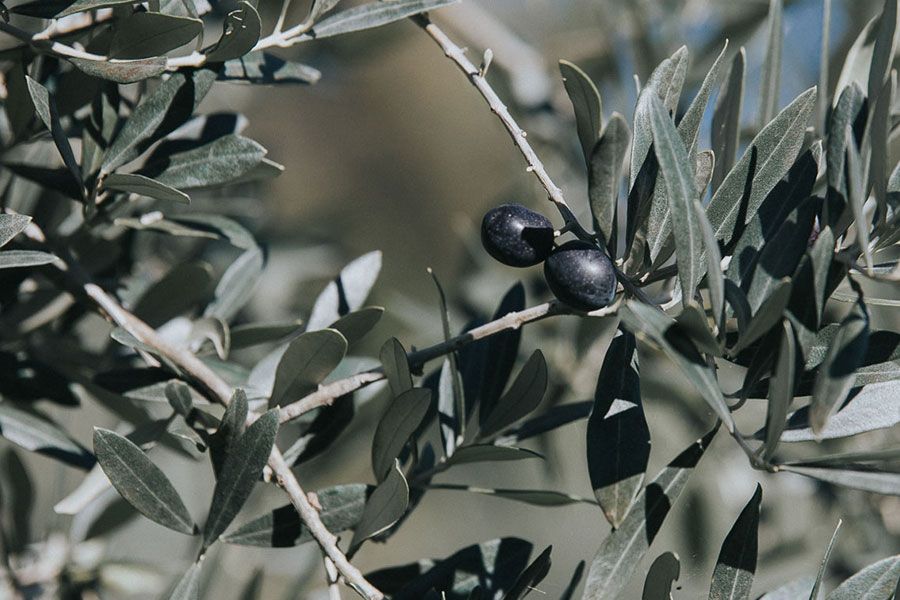tuscan extra-vergin olive oil private tour of tuscany