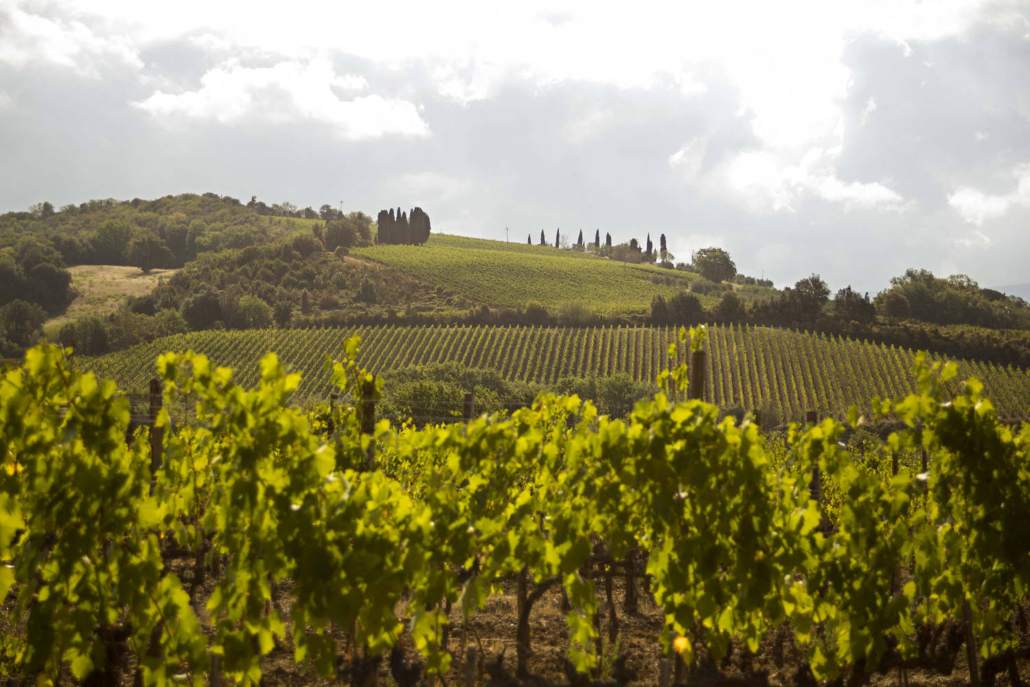 Biodynamic Brunello wine tour - Private wine tour in Tuscany