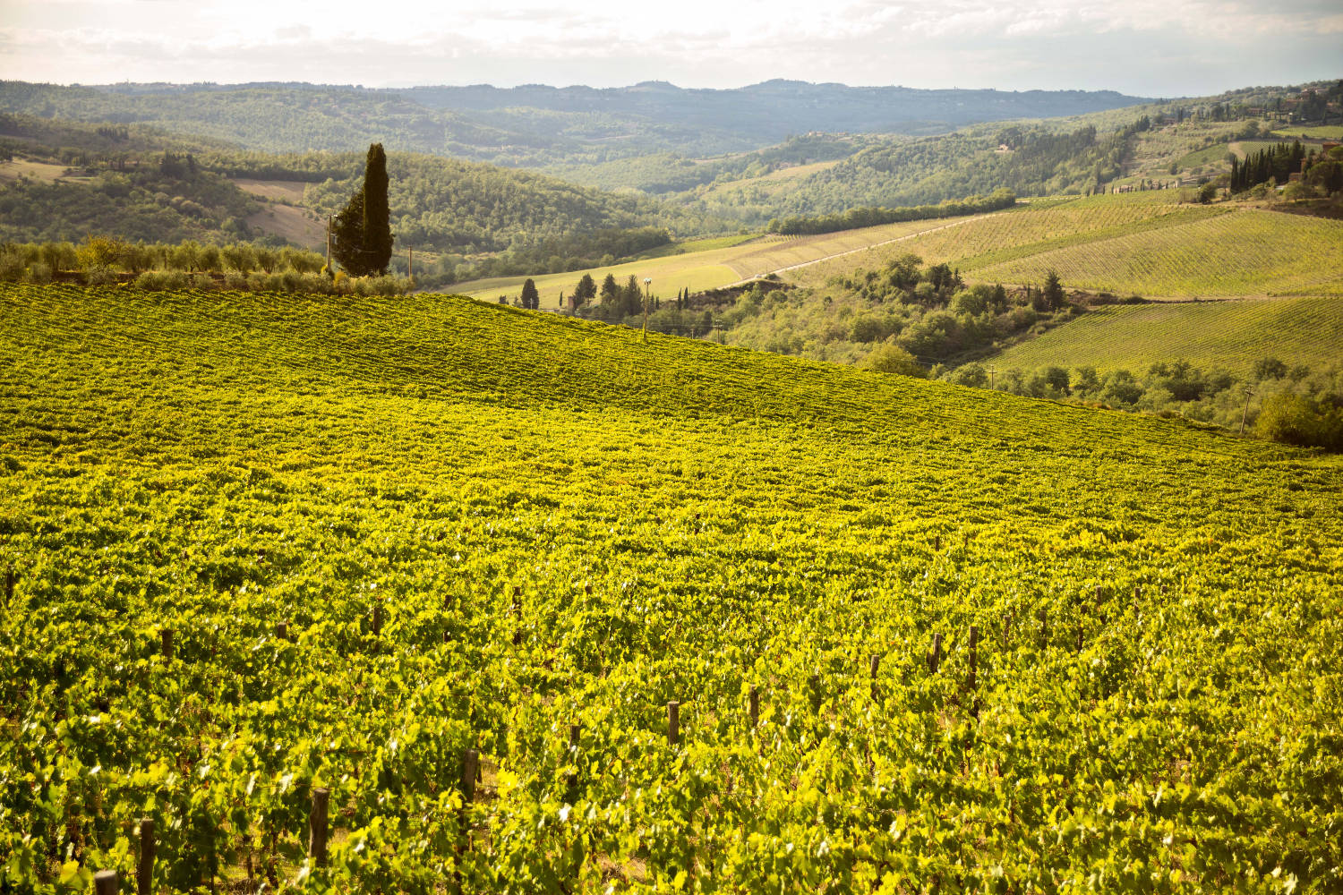 Chianti wine tour - private wine tour in Tuscany