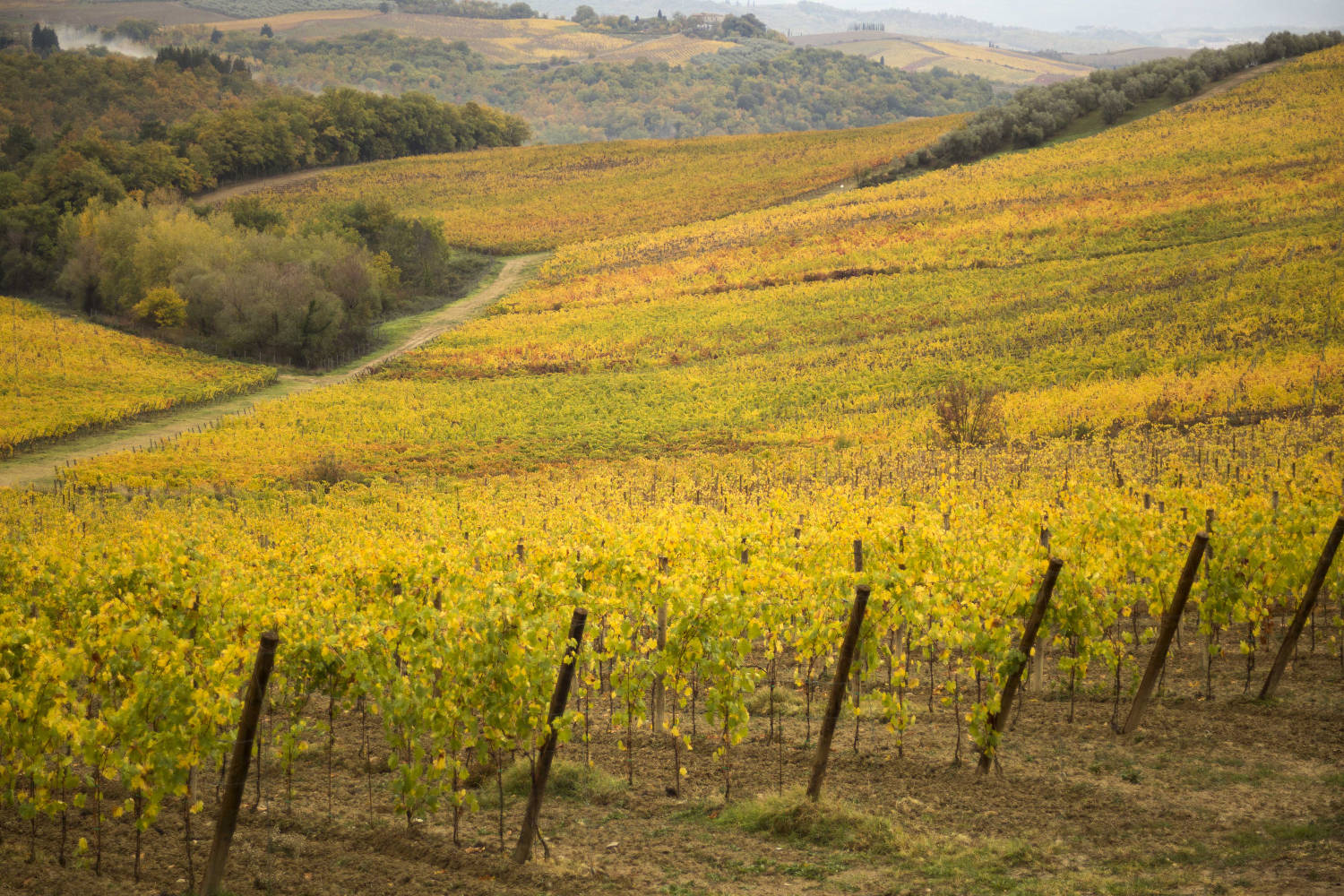 Super Tuscan Wine Tour - private wine tour Tuscany